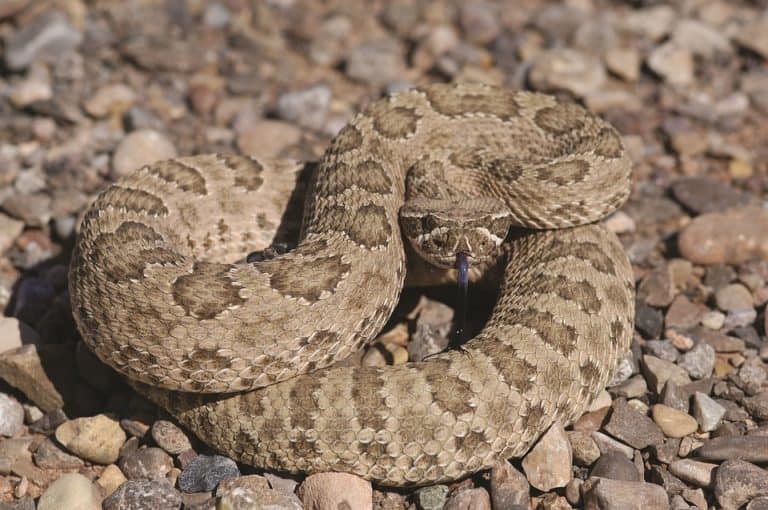 Rattlesnake Shows Up In Ocean County - Jersey Shore Online