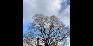 The Lakewood Township Committee designated a red oak tree at the Ella G. Clarke School, Manetta Avenue, Lakewood, a historical landmark. (Photo courtesy Lakewood Township)