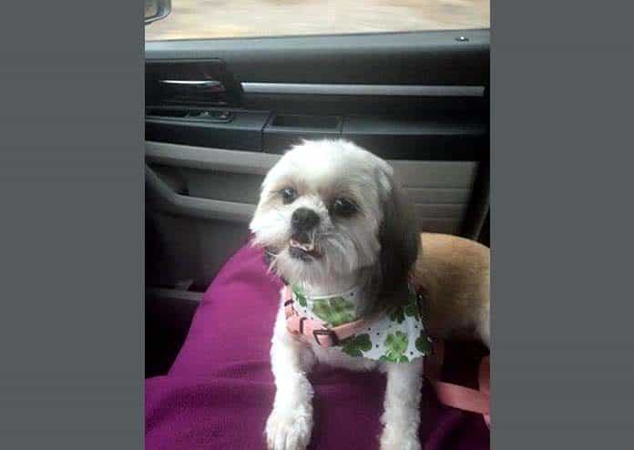 Khloe, a 5-year old Shih Tzu, is recovering after an attack with the love and support of her family. (Photo courtesy Cristy Mangano)