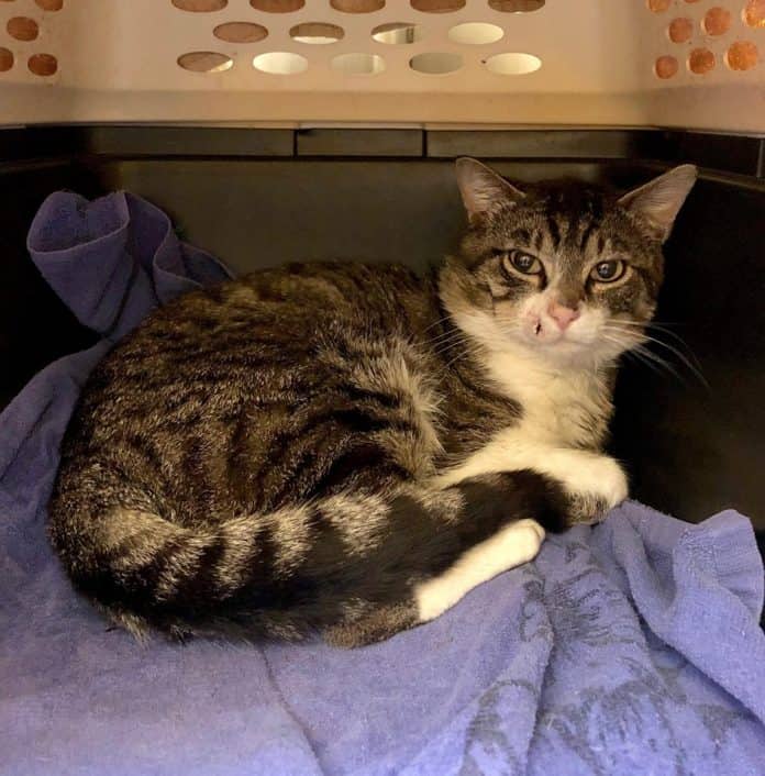 The cat was taken care of by the community and was well cared for, according to the Monmouth County Prosecutor's Office. (Photo courtesy Monmouth County Prosecutor's Office)