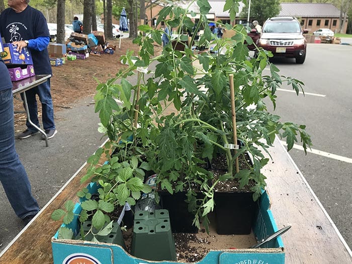 Various vegetables and decorative plants were available. (Photo by Chris Lundy)