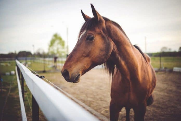 Horse. (Photo of the folder)