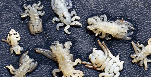 Sea Lice Make It To Jersey Shore Waters - Jersey Shore Online