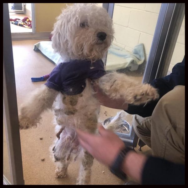 Two Dogs Abandoned In Toms River Are Rescued - Jersey Shore Online