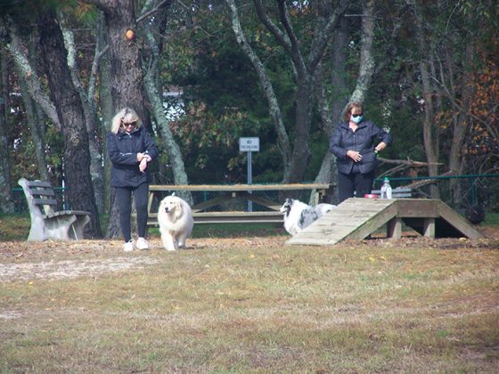 New Dog Park To Open In Little Egg Harbor - Jersey Shore Online