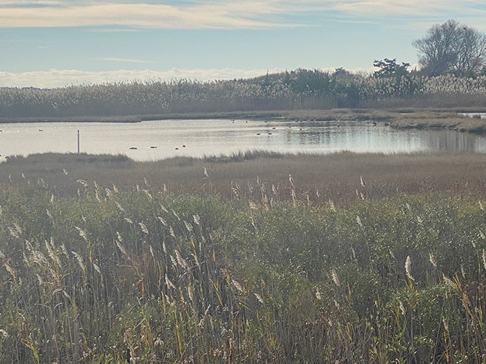 Cedar Bonnet Island Trail: A Hidden Gem Reopens - Jersey Shore Online