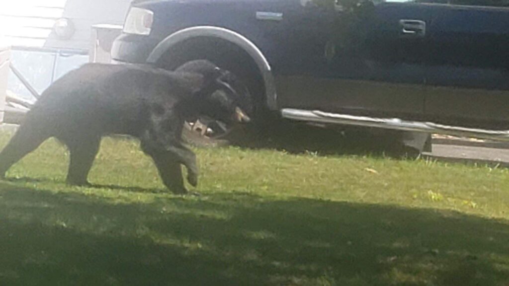 Black bear spotted roaming in Jersey Shore town - WHYY