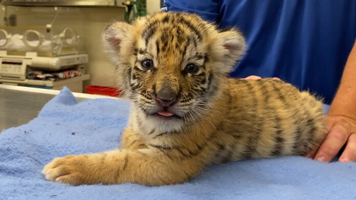 Rare Tiger Litter Born At Six Flags, Increasing Population By 1