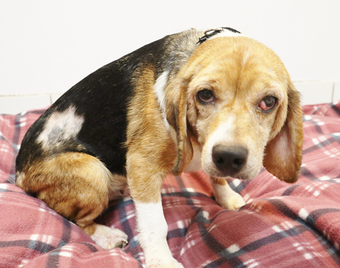 Two Abandoned Beagles In Need Of Medical Care