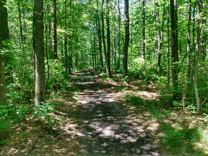 Bear Swamp Is A Wild Area That Hides Part Of History