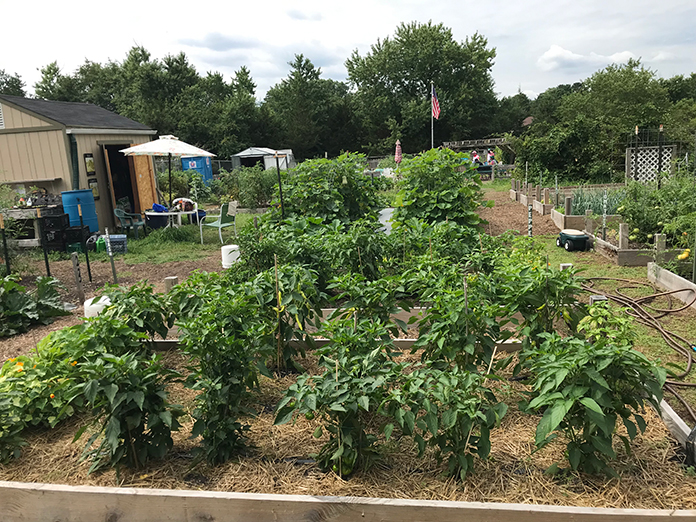 Community Garden Is Also A Learning Experience