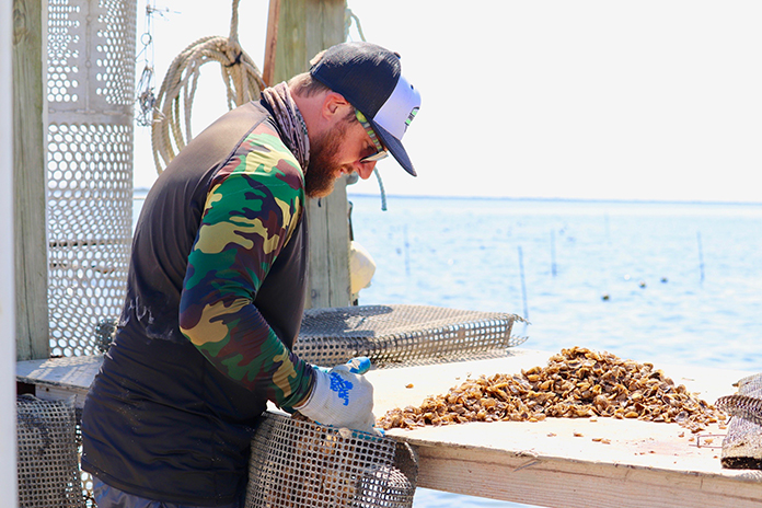 Aquaculture Project To Restore Oyster Beds - Jersey Shore Online
