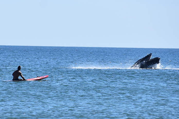 Whales Close To Shore: What Does It Mean?