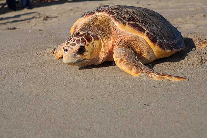 endangered sea turtles