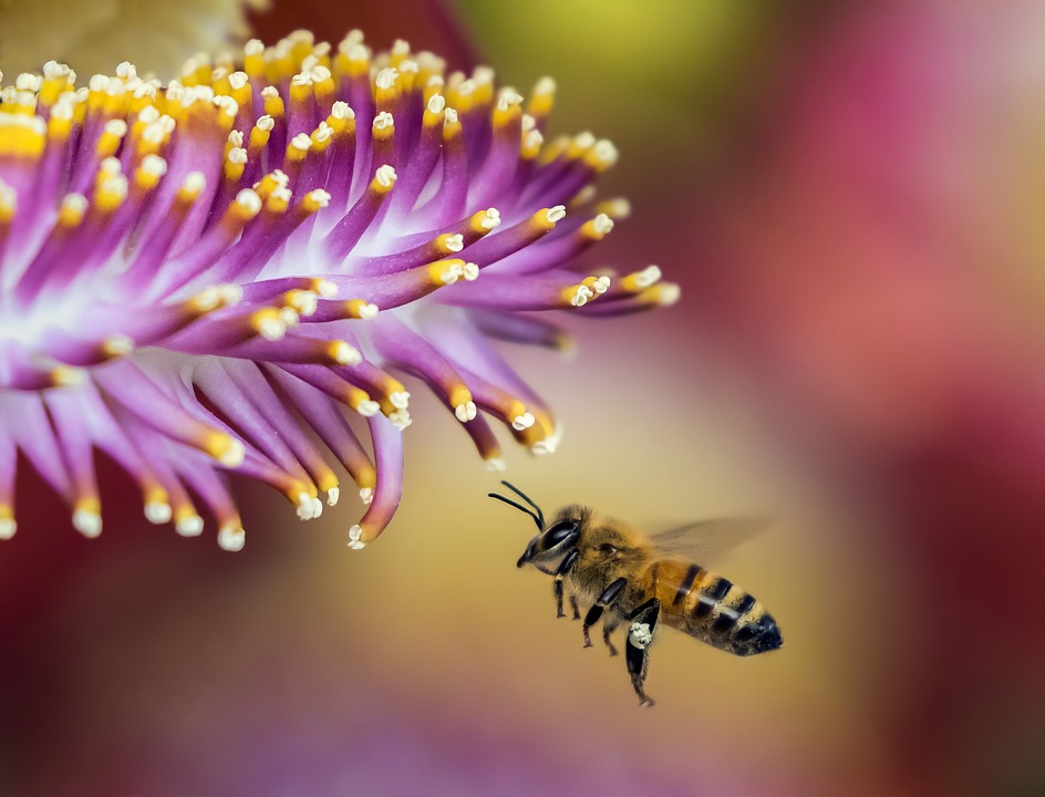 Student Studies Plight Of The Honeybees