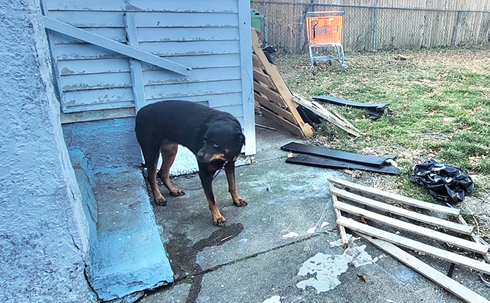 Shelter Rescues Abandoned Dog In Freezing Temperatures