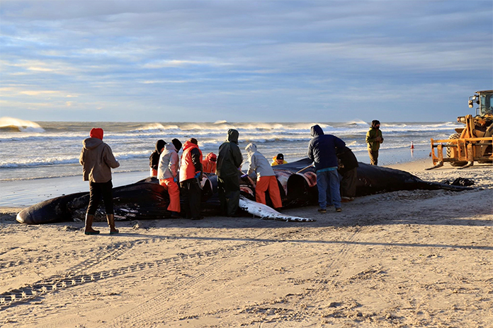 Debate Continues Over Cause Of Dead Whales Washing Up