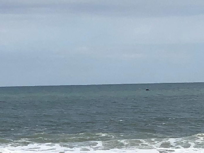 Dead Whale Seen Floating Off The Jersey Shore