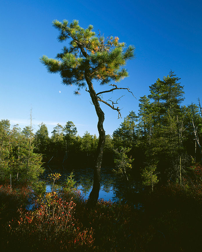 Forked River Open Space Given To Ocean County