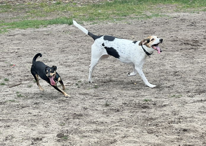 Stepping Paws, Dog Park