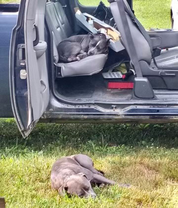 Two Abandoned Dogs Found Tied Up In Wildlife Area