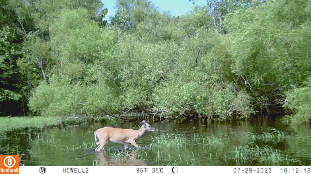 Hidden Trail Cams Show Value Of Open Space