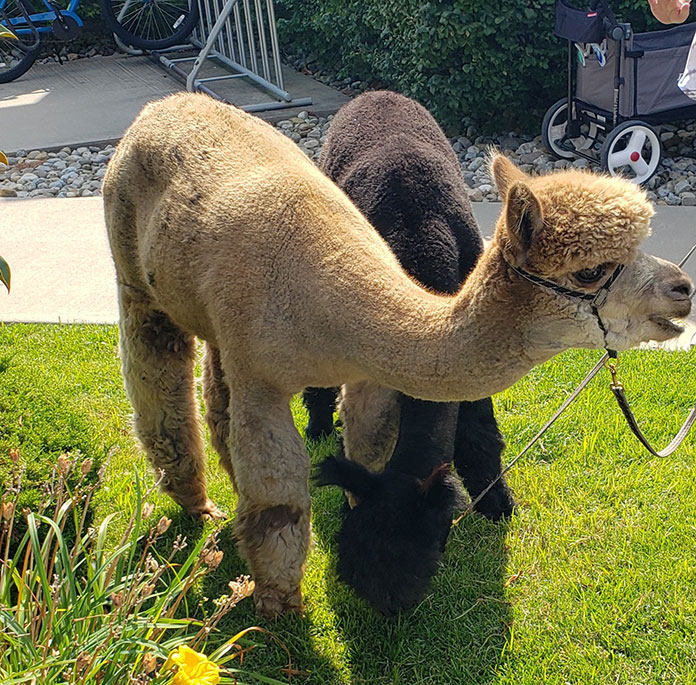 Alpacas Stop By Library