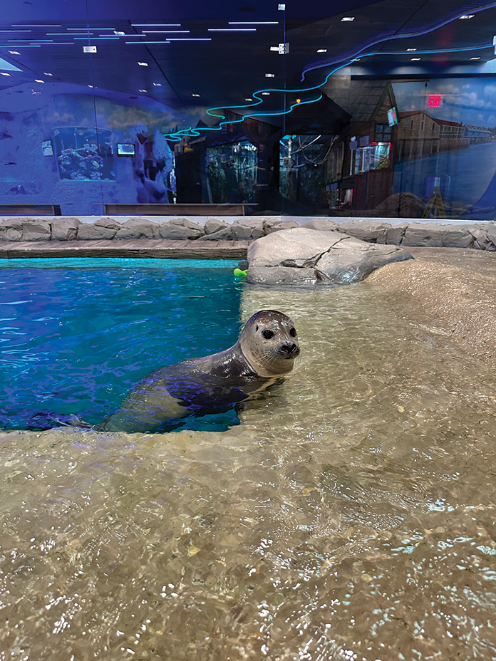 Ocean County Aquarium Welcomes New Seal To The Family