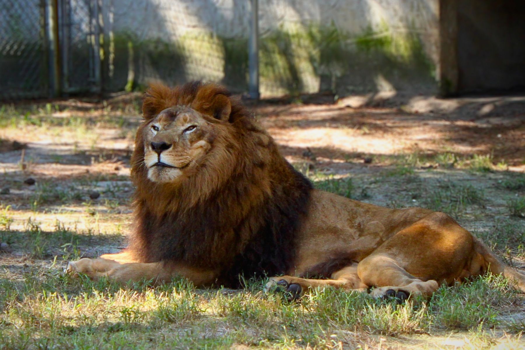 Beloved Popcorn Park Zoo Lion Passes Away - Jersey Shore Online