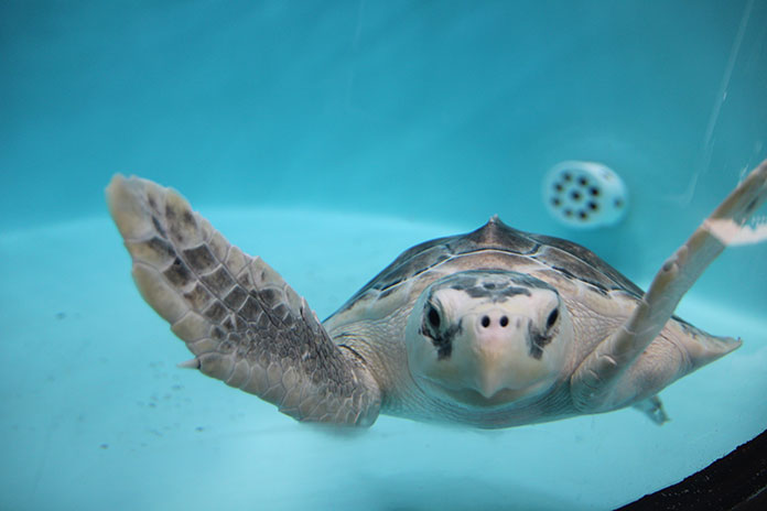 Three Sea Turtles Return To The Ocean After Recovery