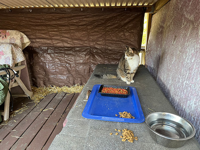 Trap Neuter Return Program Humanely Reduces Feral Cat Population