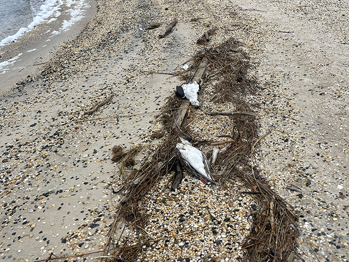 Health Departments Monitoring Bird Flu - Jersey Shore Online